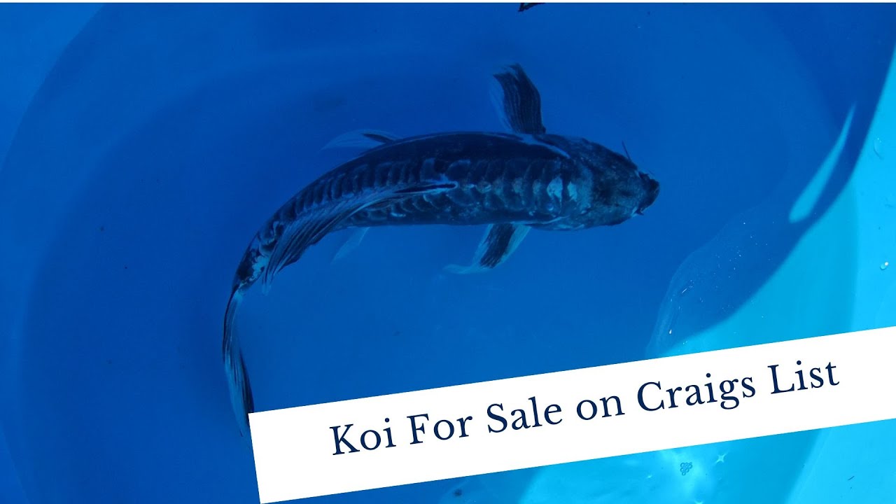 Koi For Sale on Craigs List YouTube