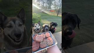 RAW MEAT DINNER TIME FOR MY 4 DOGS 