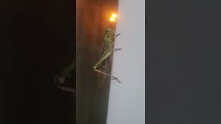 #САРАНЧА ТУРЕЦКАЯ НА БАЛКОНЕ😨😨#grasshopper turkish on the balcony😨😨😲#ALANYA#TÜRKİYE💖🇹🇷#video#