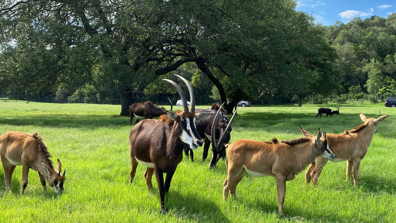 safari near san antonio