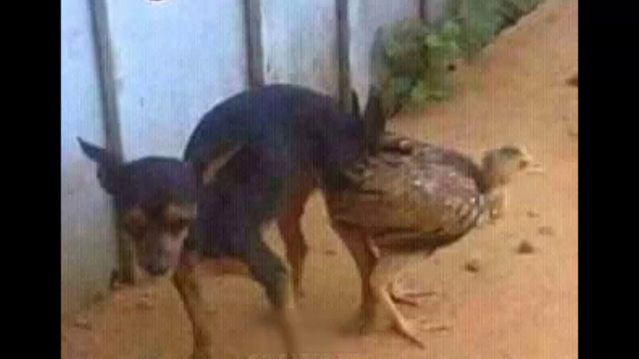 Hombres cojiendo con animales Hombres cojiendo con animales