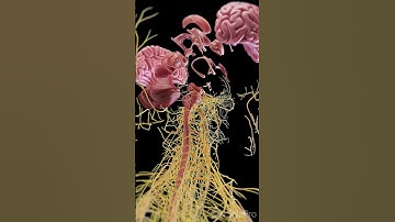 Unravel the Mysteries of Brain Anatomy with Our Exploded View