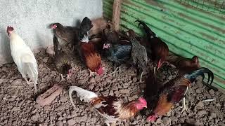 Kukut Palan In marathi ||  Pure Gavran kukut Palan in Maharashtra || Poultry farm In Village