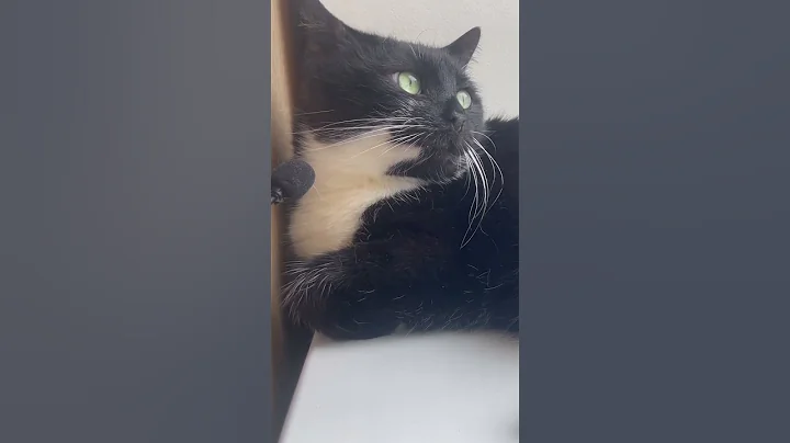 Watch the video about Cute Cat purr ) ASMR sounds ) New Funny cat video 2025 ) My sweet Cat Cherry produce purr for you ❤️