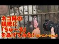 ネコ科の猛獣に「ちゅ～る」をあげてみた！【ロングバージョン】