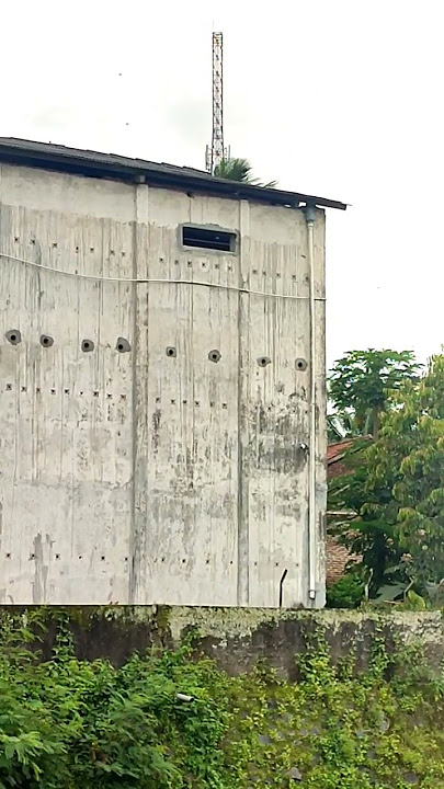 inspirasi budidaya burung walet ‼️#gedung walet#shorts