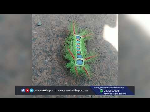 राधानगरी तालुक्यातील सावर्धनमध्ये आढळली घोणस अळी. #snewskolhapur