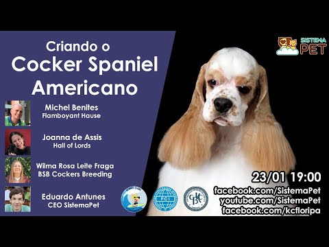 Vídeo: Exame Do Cocker Spaniel Americano
