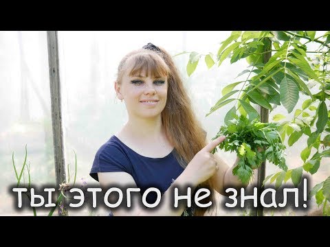 Все Тонкости и Хитрости выращивания ПЕТРУШКИ!!!