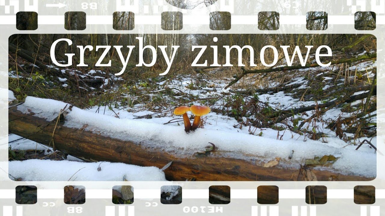 Paweł i grzyby zimowe :) 09.12.2017 Jaworzno