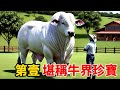全世界最貴的10頭牛,每晚飲用壹瓶高檔威士忌!第壹名身價1120萬美元,超越頂配豪車!#科普 #动物 #百科密码