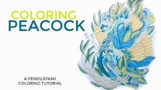 PencilStash Adult Coloring How To / Tutorial - PEACOCK - Color The Rainforest by Marty Woods screenshot 4