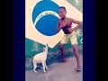 الكلب المغني