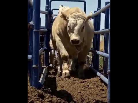 Видео: Charolais, порода крави: характеристика (снимка)