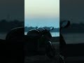 This Sound Gives Goosebumps 😈 | ZX-10R
