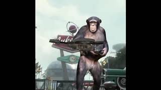 VR monkey