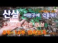 산삼 어떤곳에 있을까? 초보자 산삼 산행 산삼채취 하는 방법 산삼 산행 방법  Wild ginseng Where would it be?