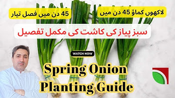 How to Grow Spring Onions: A Complete Guide from Sowing to Harvest