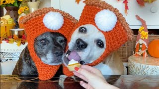 Pittie Sisters Bond Over Making Pumpkin Pie The Dodo Pittie Nation