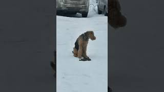 КОМАНДА МЕСТО ЭРДЕЛЬТЕРЬЕР #travel #tranding #dog #terriers #winter #snow #travelvlog #handmade