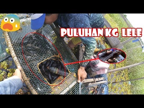 Video: Pemburu Utama Nessie Yakin Tidak Ada Monster, Tapi Hanya Ada Ikan Lele Besar - Pandangan Alternatif