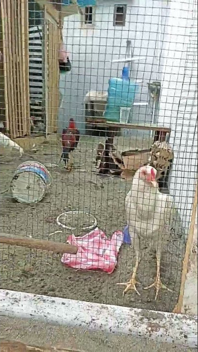 ayamnya bingung saat di vidioin#shorts #shortsviral #ayam