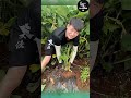Farm fresh ninja fruit cutting  compilation 1  ly chynh st shorts