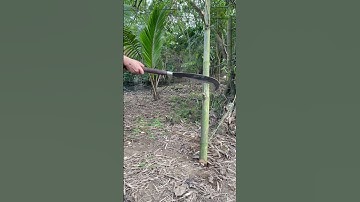 Cây quắm phát rẫy này độ sắc không thể tả nổi chặt gốc tre già như chặt chuối vậy
