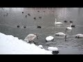 白水阿弥陀堂の白鳥とカモ。