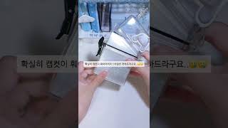 공사장 포포 #공사장 #공사장소리 #르세라핌 #홍은채 #허윤진 #블로 #캡컷