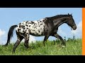 Conheça o Cavalo Appaloosa, uma raça bem diferente.