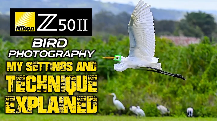 Nikon Z50II Bird Photography | My SETTINGS And TECHNIQUE Explained! thumbnail