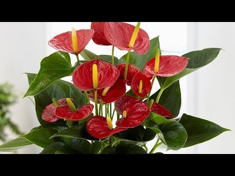 Video: Najljepše Cvijeće Za Učitelja