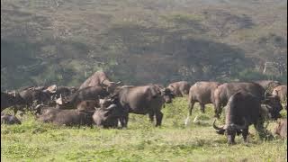 African buffalo herd with a mating attempt