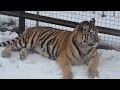 Немного  информации об амурских тиграх !