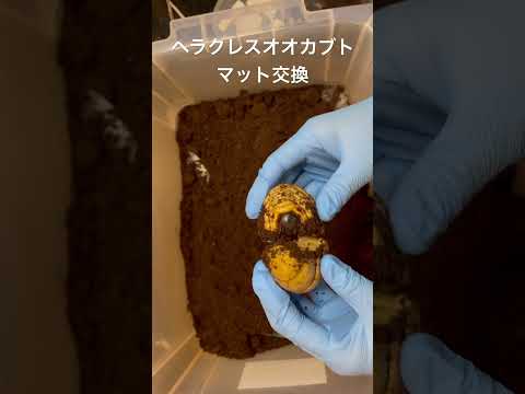ヘラクレスオオカブトのマット交換 3ヶ月てわ変動なし そろそろ蛹化してほしいなぁ