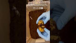 ヘラクレスオオカブトのマット交換。3ヶ月てわ変動なし。そろそろ蛹化してほしいなぁ