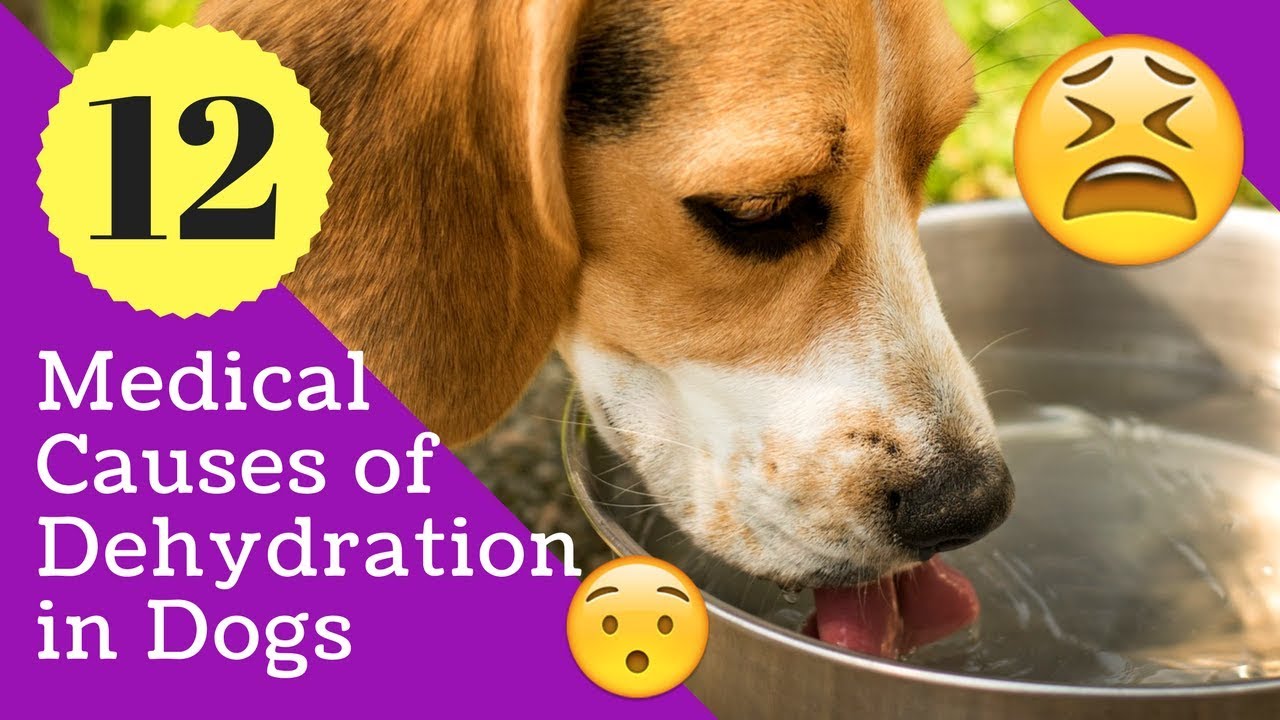 12 Medical Causes of Dehydration in Dogs YouTube