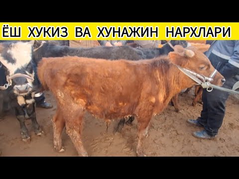 ЁШ ХУКИЗ ВА ХУНАЖИН НАРХЛАРИ ХОРАЗМ БОГОТ МОЛ БОЗОРИ БУГУН САВДО ЗУР БУЛДИ 19 ФЕВРАЛЬ 2025-ЙИЛ
