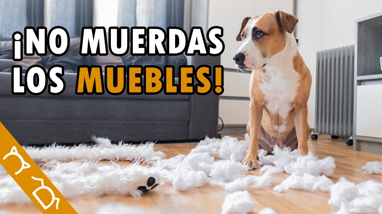 Cómo Enseñar A A NO MORDER Las Cosas 5 Consejos Para Que Muerda Todo - YouTube