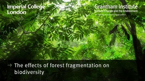 Forest fragmentation and biodiversity - Dr Robert Ewers