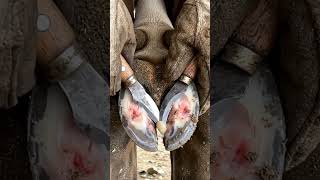 Hoof Cleaning #hoofcleaning #satisfying #farrierlife #horsecare #horse #oddlysatisfying