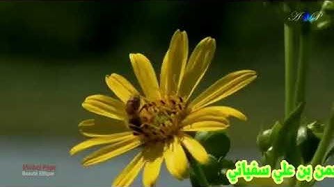 سورة النازعات القارئ عبدالرحمن سفياني