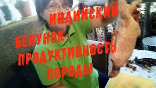 картинка: Утки Индийский бегунок. Обзор. Мой опыт.