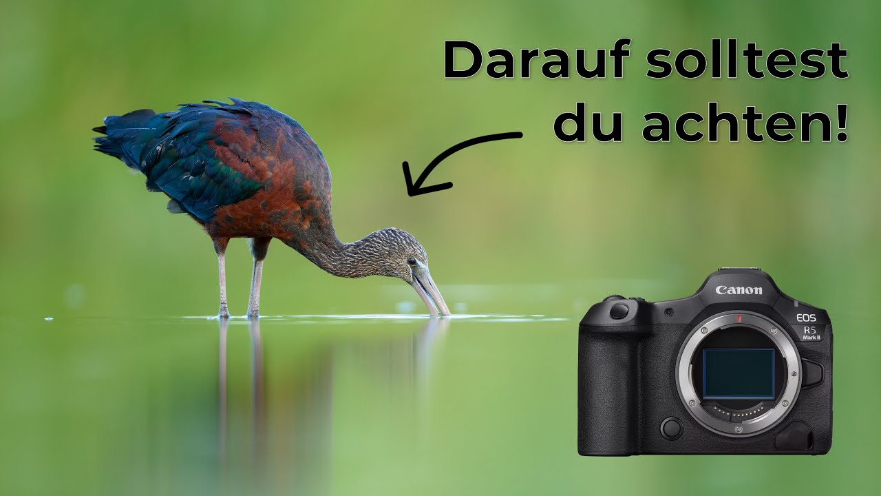 7 einfache Tipps für bessere Tierfotos