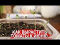 Как вырастить томаты к июню