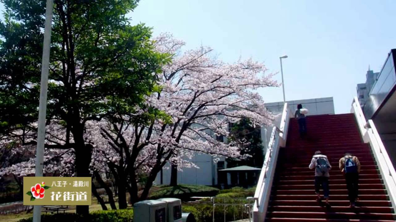 八王子湯殿川 花街道 4 水源地を歩く Youtube