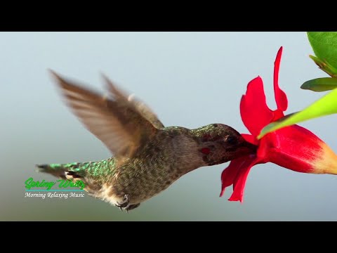 Spring Waltz Sergey Grischuk SilverHoof Alexbird 30 Min