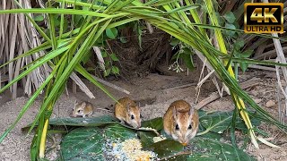 Catching Mice!  Entertainment Video for Cats to Watch  Mice in The Jerry Mouse Hole 10 Hours 4K