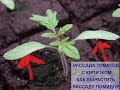 Download sow with boiling water рассада томатов . семена были пророщены с кипятком sow with boiling water рассада томатов . семена были пророщены с кипятком